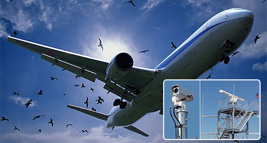 Bird Detection System