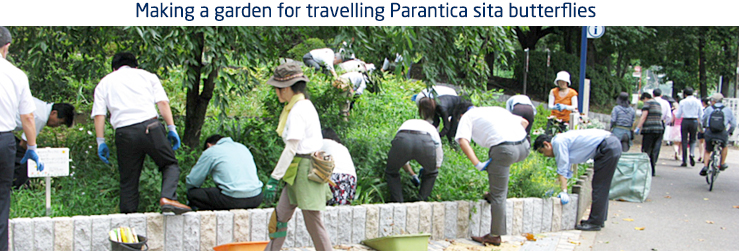 Making a garden for travelling Parantica sita butterflies