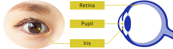 Iris Recognition: Biometric Authentication