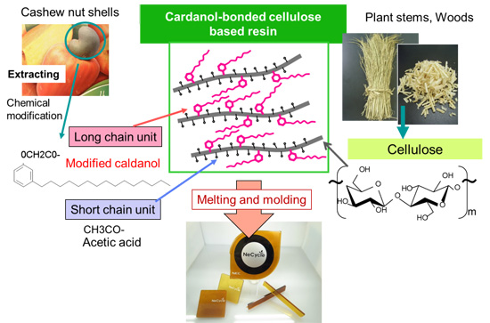 Figure 1: Cellulose-based High-functionality Bioplastic (cardanol-bonded cellulose-based resin) development (model structures of the raw materials and resin)