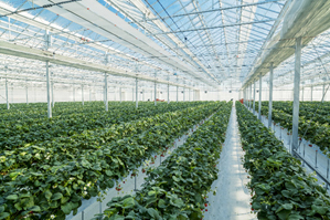 GRA's strawberry growing facility