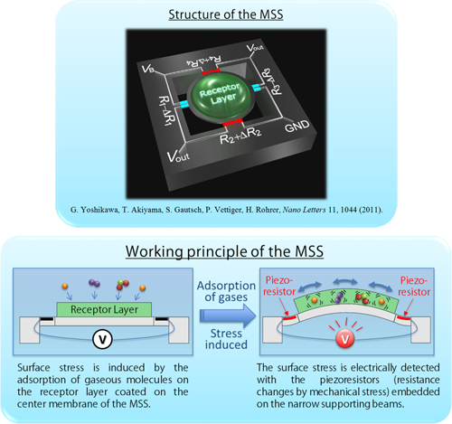 Figure 1. Schematics and working principle of the MSS. By arranging multiple MSS coated with different types of receptor layers, the MSS can measure various types of gases depending on each application. Silicon semiconductor technology allows the MSS to be integrated in a small footprint (e.g. 100 channels per 1 cm2).