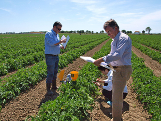 Tests conducted in tomato fields in Portugal